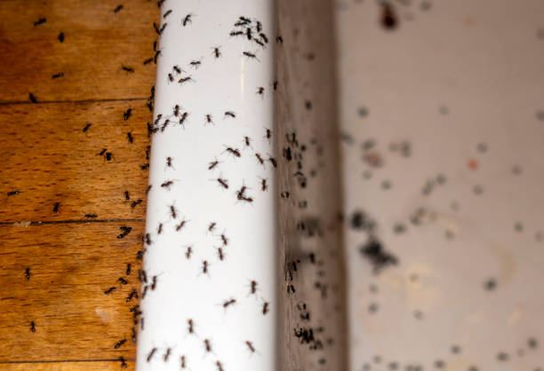 Flea Control Services in Porterville, CA