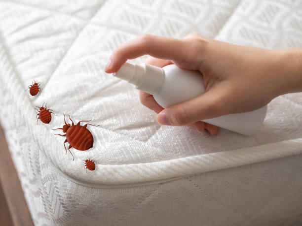 Best Emergency Pest Control  in Porterville, CA